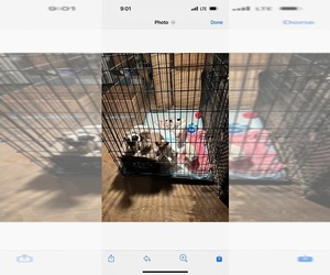 Jack Russell Terrier Puppy for Sale in HAMDEN, Connecticut USA