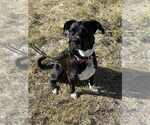 Small Boxer Mix