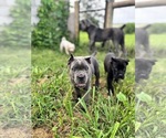 Small #5 Cane Corso