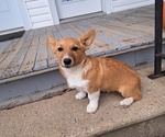 Puppy Peggy Pembroke Welsh Corgi