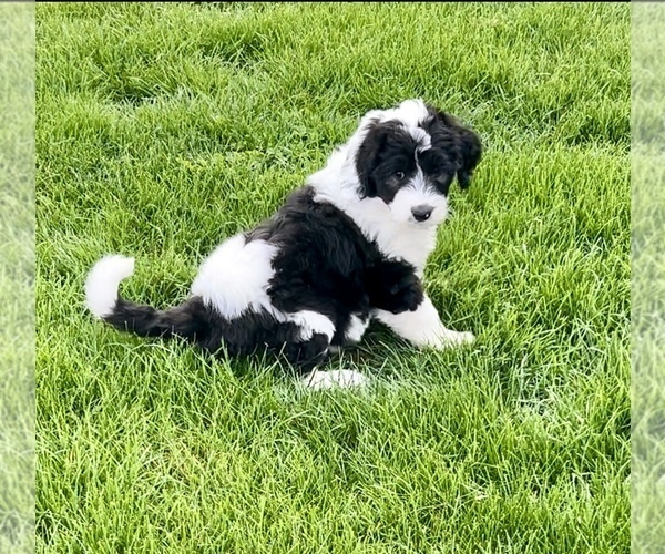 Medium Photo #5 Sheepadoodle Puppy For Sale in MERIDIAN, PA, USA