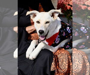 Medium Carolina Dog Mix