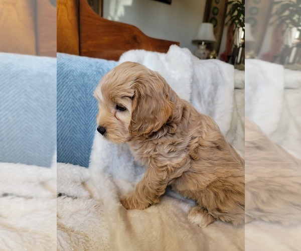 Medium Photo #20 Lhasa Apso Puppy For Sale in PHOENIX, AZ, USA