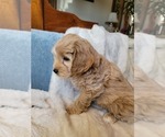 Small #19 Lhasa Apso