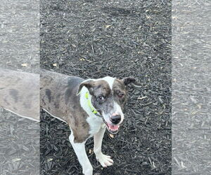 Labrador Retriever-Unknown Mix Dogs for adoption in Plainfield, IL, USA