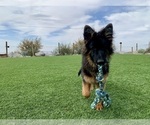 Small #31 German Shepherd Dog