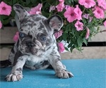 Small #5 French Bulldog