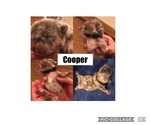 Small Photo #17 French Bulldog Puppy For Sale in PLACERVILLE, CA, USA