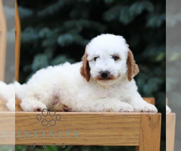 Medium Photo #2 Goldendoodle (Miniature) Puppy For Sale in EPHRATA, PA, USA
