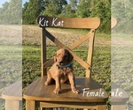Small #6 Goldendoodle