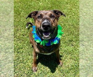 Plott Hound-Unknown Mix Dogs for adoption in Oak Bluffs, MA, USA
