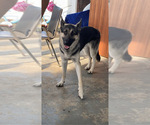 Small Photo #1 English Bulldog-German Shepherd Dog Mix Puppy For Sale in PLYMOUTH, MA, USA