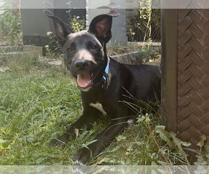 Shepradors Dogs for adoption in LAKE ST LOUIS, MO, USA