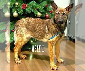 Mutt Dogs for adoption in Spring Lake, NJ, USA