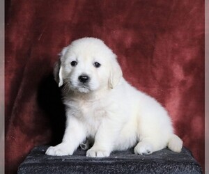 English Cream Golden Retriever Puppy for sale in FREDERICKSBG, OH, USA