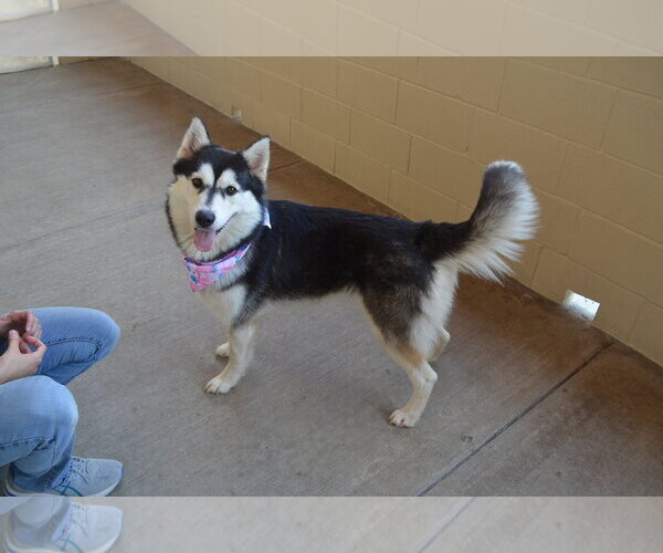 Medium Photo #1 Siberian Husky-Unknown Mix Puppy For Sale in McKinney, TX, USA
