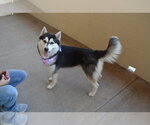 Small Siberian Husky Mix