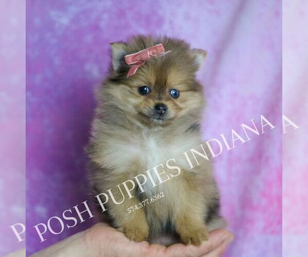 Medium Photo #5 Pomeranian Puppy For Sale in WARSAW, IN, USA
