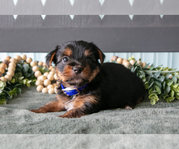 Medium Photo #2 Yorkshire Terrier Puppy For Sale in NAPPANEE, IN, USA