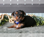 Small #1 Yorkshire Terrier