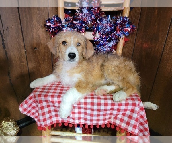 Medium Photo #6 Bernedoodle (Miniature) Puppy For Sale in BLACK FOREST, CO, USA