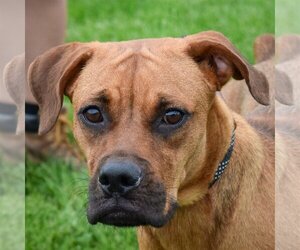 Boxer-German Shepherd Dog Mix Dogs for adoption in Huntley, IL, USA