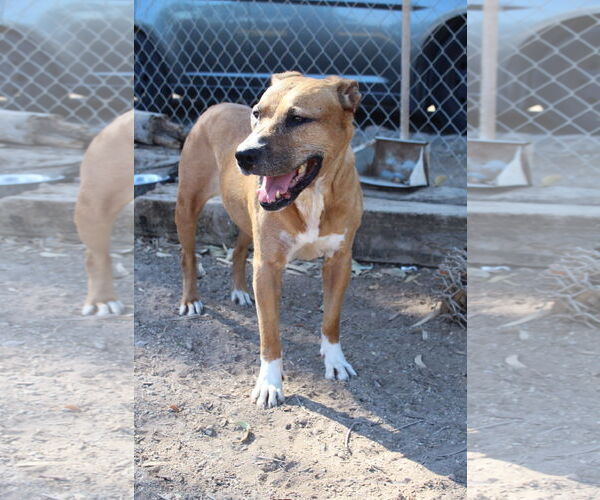 Medium Photo #2 American Pit Bull Terrier-Unknown Mix Puppy For Sale in El Centro, CA, USA