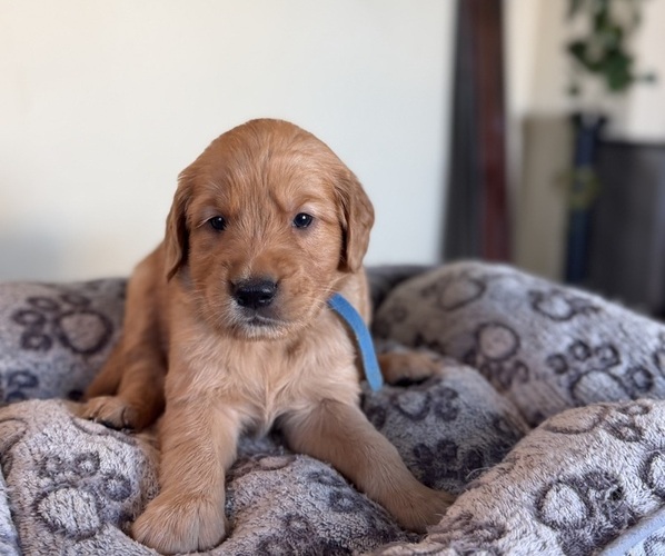Medium Photo #3 Golden Retriever Puppy For Sale in SACRAMENTO, CA, USA