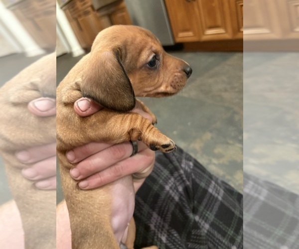 Medium Photo #9 Dachshund Puppy For Sale in WILLIAMSBURG, VA, USA