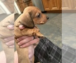 Small #8 Dachshund