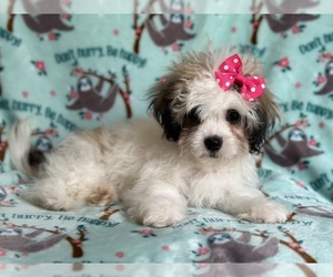 Zuchon Puppy for sale in LAKELAND, FL, USA