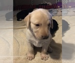 Small Photo #1 Labrador Retriever Puppy For Sale in DUBUQUE, IA, USA