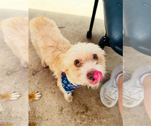 Medium Photo #3 Mutt Puppy For Sale in Houston, TX, USA