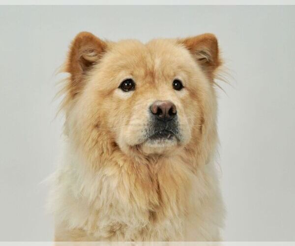 Medium Photo #1 Chow Chow Puppy For Sale in NAPPANEE, IN, USA