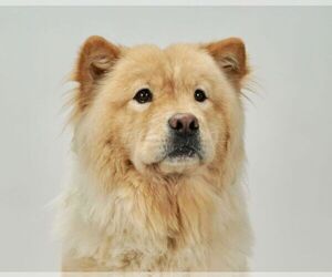 Mother of the Chow Chow puppies born on 10/04/2020