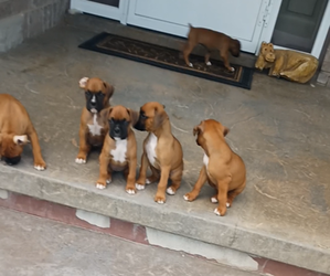 Boxer Puppy for sale in PAYSON, UT, USA