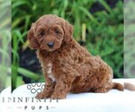Small #2 Cavapoo