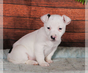 Jack Russell Terrier Puppy for sale in PENNS CREEK, PA, USA