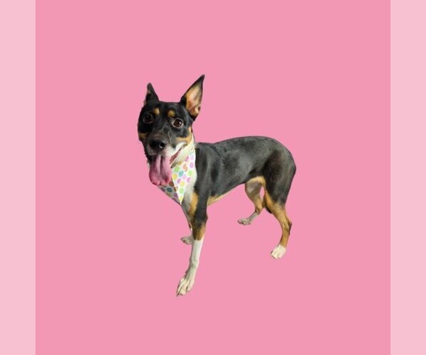 Medium Photo #1 Australian Kelpie-Unknown Mix Puppy For Sale in Bakersfield, CA, USA