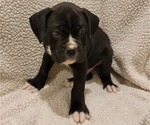 Small Photo #3 Boxer Puppy For Sale in JOLIET, IL, USA