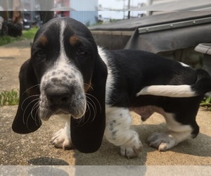 Basset Hound Puppy for sale in MAPLETON, IL, USA
