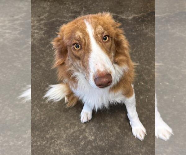Medium Photo #1 Australian Shepherd-Unknown Mix Puppy For Sale in Rockwall, TX, USA