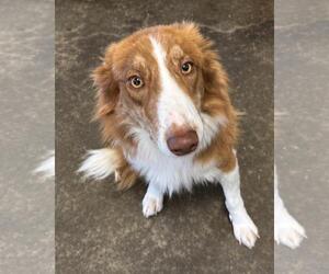Australian Shepherd-Unknown Mix Dogs for adoption in Rockwall, TX, USA