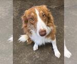 Roger - Male Australian Shepherd-Unknown Mix Dog for Adoption - Small photo