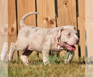 American Bully Puppy for sale in BOLIVAR, MO, USA