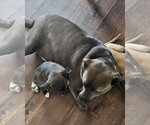 Small #5 Chihuahua Mix