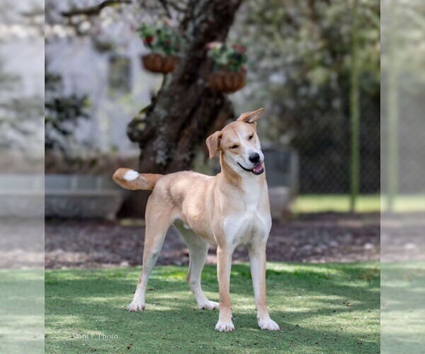 Medium Photo #1 Labrador Retriever-Unknown Mix Puppy For Sale in McDonough, GA, USA