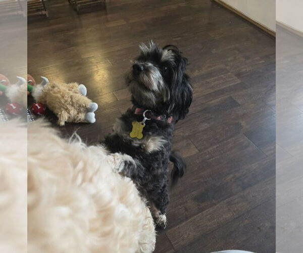 Medium Photo #1 Mutt Puppy For Sale in Sandy, UT, USA