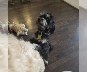 Mutt Dogs for adoption in Sandy, UT, USA