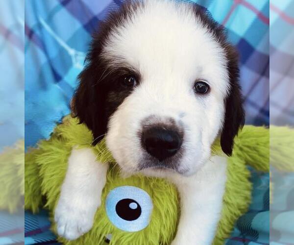 Medium Photo #2 Great Pyrenees-Unknown Mix Puppy For Sale in San Diego, CA, USA